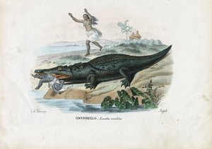 Caimano dagli occhiali, 1863-79 da Raimundo Petraroja